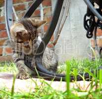 Kitten playing outdoor