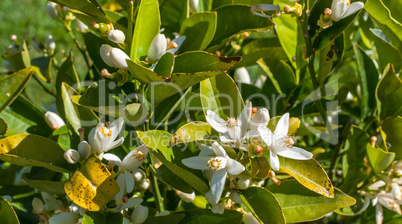 Little flower in a sunny spring day