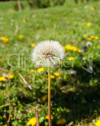 Little flower in a sunny spring day