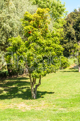 Monserrato park in spring sassari italy