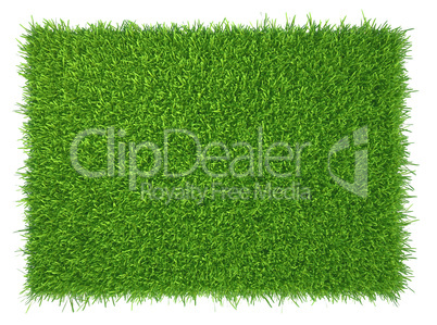 Green grass. natural background texture. fresh spring green grass