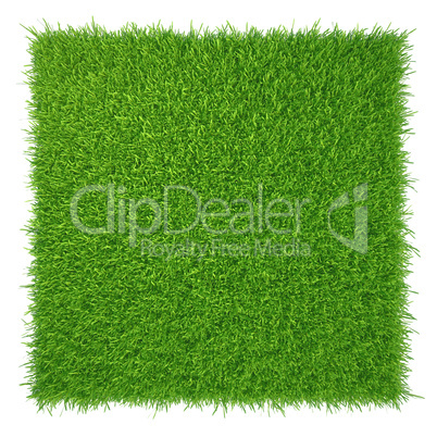 Green grass. natural background texture. fresh spring green grass