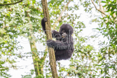 Baby Mountain gorilla in a tree in the Virunga National Park.