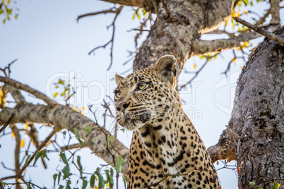 Leopard in a tree in the Sabi Sands, South Africa.