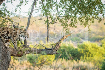 Leopard in a tree in the Kruger National Park.