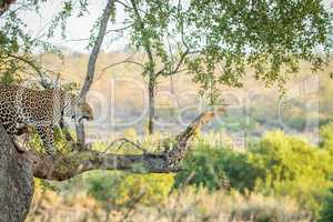 Leopard in a tree in the Kruger National Park.