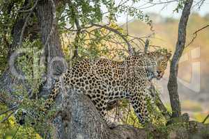 Leopard in a tree in the Kruger National Park.