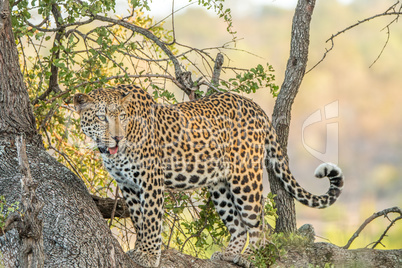 Leopard in a tree in the Kruger National Park.