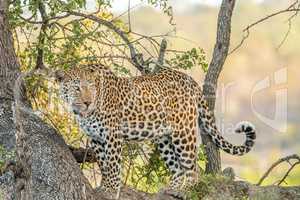 Leopard in a tree in the Kruger National Park.