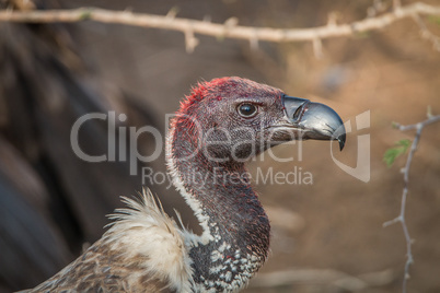 Bloody White-backed vulture in the Kruger National Park.