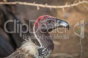 Bloody White-backed vulture in the Kruger National Park.