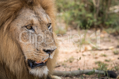 Starring Lion in the Kruger National Park.