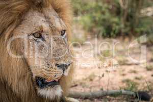 Starring Lion in the Kruger National Park.