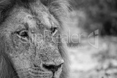 Starring Lion in black and white in the Kruger National Park.