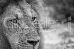 Starring Lion in black and white in the Kruger National Park.