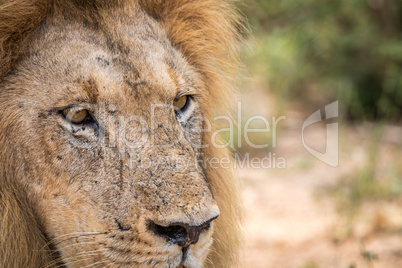 Starring Lion in the Kruger National Park.