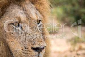 Starring Lion in the Kruger National Park.