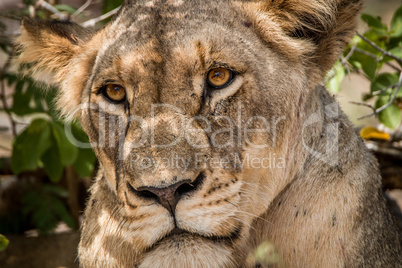 Grumpy Lioness in the Kruger National Park.