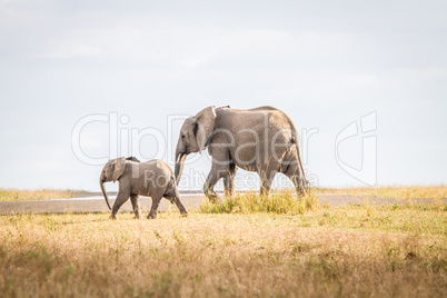 Walking Elephants in the Sabi Sands.