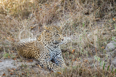 Leopard laying in the grass in the Sabi Sands.
