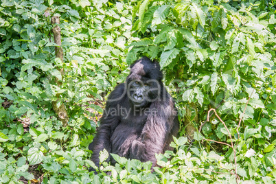 Silverback Mountain gorilla sitting in the Virunga National Park.