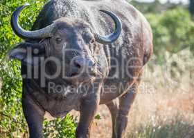 Starring African buffalo in the Kruger National Park.