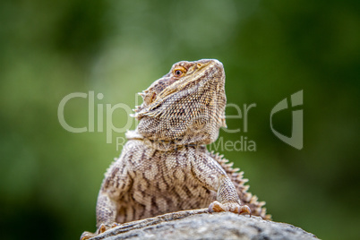 Bearded dragon on a rock.