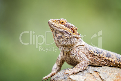 Bearded dragon on a rock.