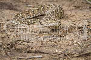 Puff adder on the ground.