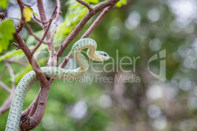 Green mamba in a tree.