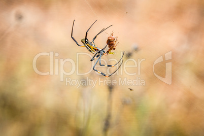 Female Golden-orb spider in a web with her prey in the Selati Game Reserve.