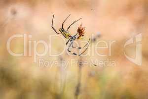 Female Golden-orb spider in a web with her prey in the Selati Game Reserve.