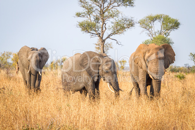 Walking Elephants in the Kruger National Park.