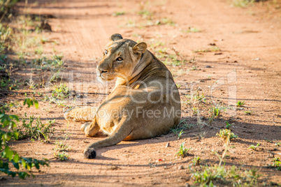 Lioness laying in the road in the Mkuze Game Reserve.