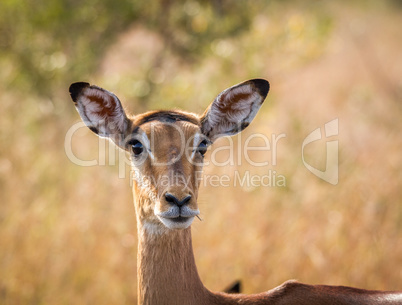 Starring female Impala in the Kruger National Park.