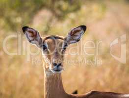 Starring female Impala in the Kruger National Park.