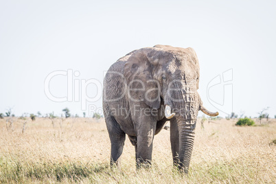 Elephant in the grass in the Kruger National Park.