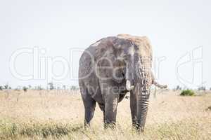 Elephant in the grass in the Kruger National Park.
