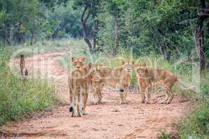 Starring group of young Lions in the Kapama Game Reserve.