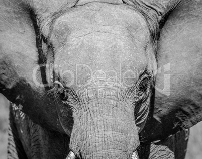 Young Elephant starring in black and white the Kruger National Park.