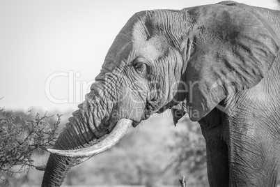 Side profile of an Elephant in black and white in the Kruger National Park.