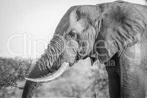 Side profile of an Elephant in black and white in the Kruger National Park.