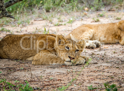 Laying Lion cub in the Kapama Game Reserve.