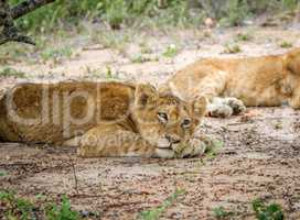 Laying Lion cub in the Kapama Game Reserve.