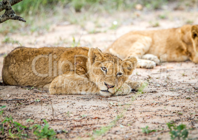 Laying Lion cub in the Kapama Game Reserve.