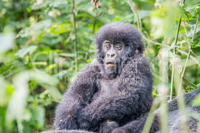 Baby Silverback Mountain gorilla in the Virunga National Park.