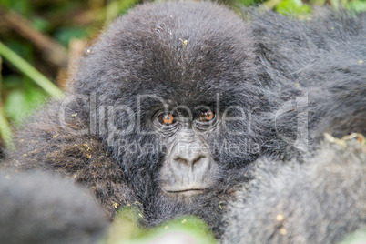 Baby Silverback Mountain gorilla in the Virunga National Park.