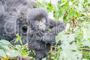 Baby Silverback Mountain gorilla in the Virunga National Park.