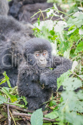 Baby Silverback Mountain gorilla in the Virunga National Park.