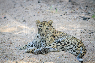 Leopard laying in the sand in the Sabi Sands.